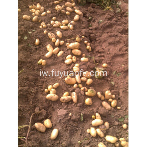 שאנדונג ייצור Tengzhou אורגני holland תפוחי אדמה טריים